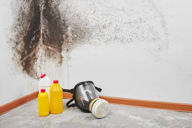 Best Water Damage Restoration  in Mertzon, TX