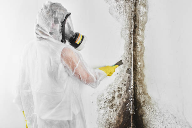 Reliable Mertzon, TX Mold Removal Solutions
