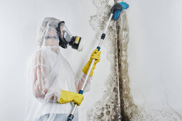 Best Same-Day Mold Removal  in Mertzon, TX