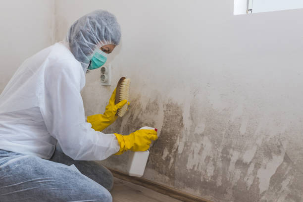 Best Professional Mold Removal  in Mertzon, TX