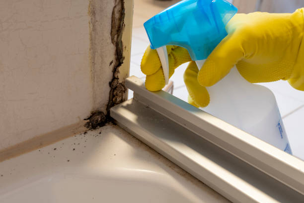 Best Attic Mold Removal  in Mertzon, TX