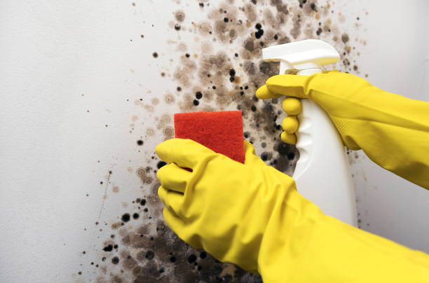 Best Best Mold Removal Companies  in Mertzon, TX